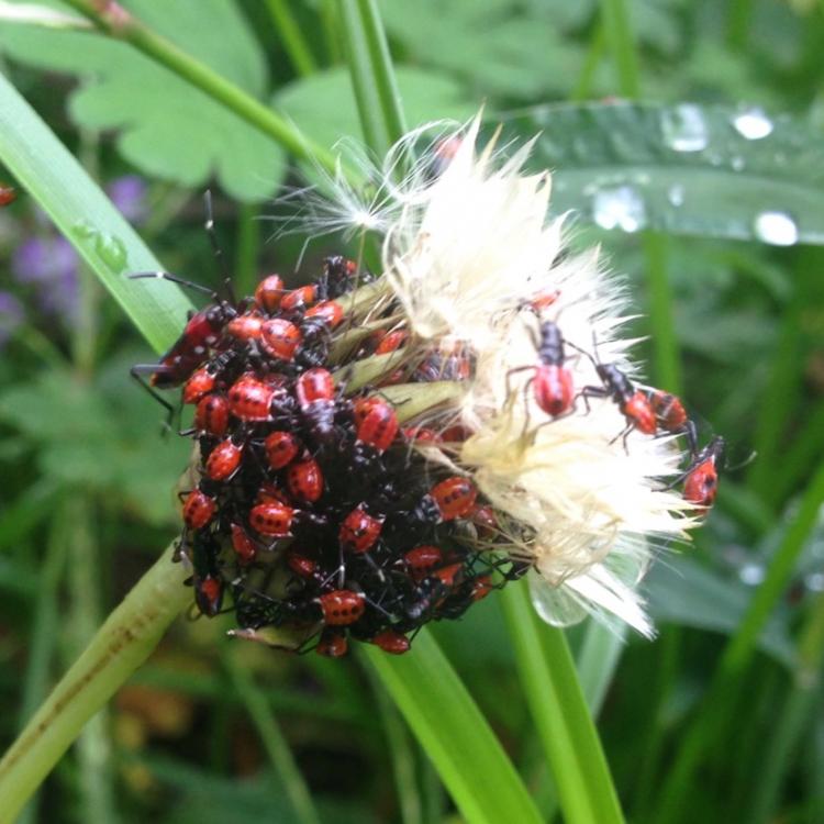 Invasive weed and ball of insects