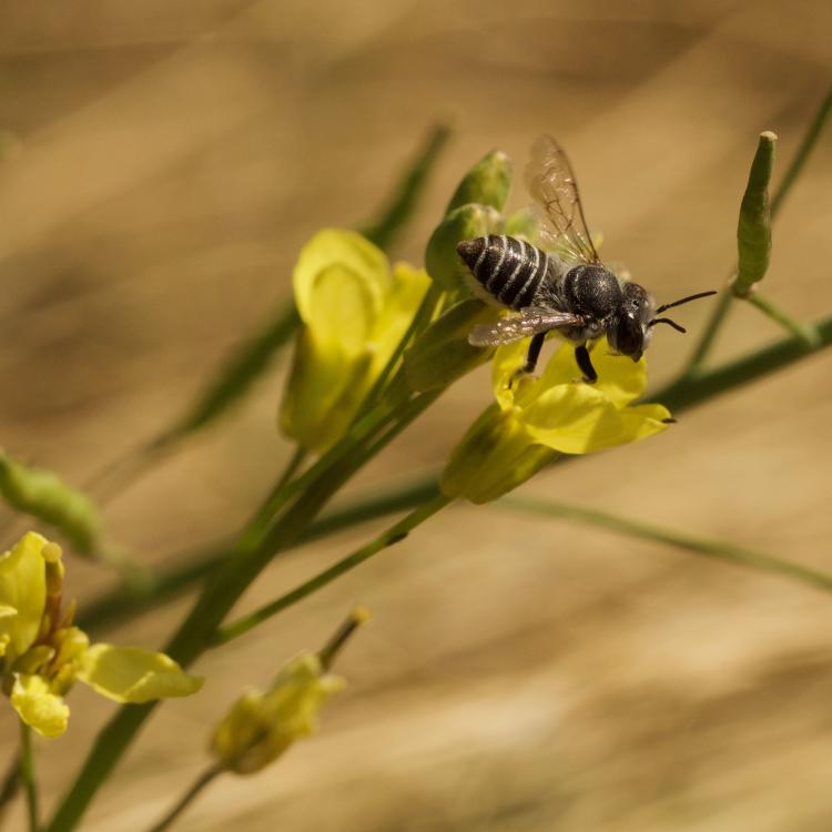 A bee, but not a honeybee!