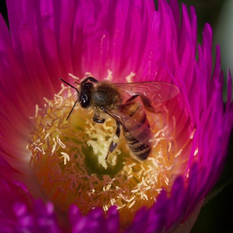 Honeybee on a flower